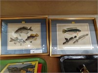 (2) Colored Prints of Fish