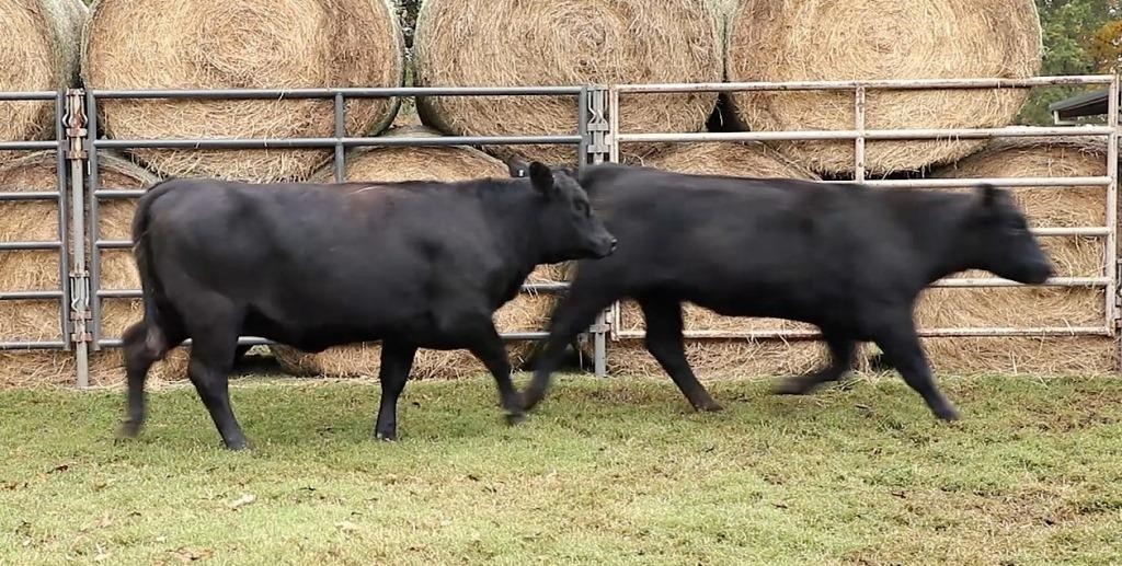 Northwest TN Cattleman's Association Replacement Heifer Sale