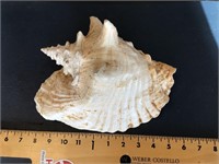 Large Conch seashell