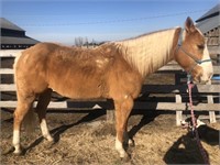 Kevin- 12yr-15.1HH-Gelding