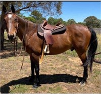 (NSW): BUD - Stock Horse Gelding