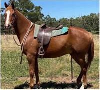 (NSW): PAT - Stock Horse Gelding