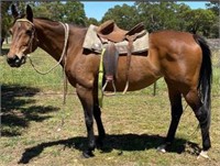 (NSW): SOPHIE (UNNAMED 2005)- TB Mare