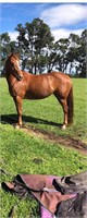(NSW): RUBY - Arab x Stock Horse Mare