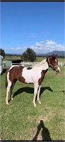 (NSW): INDY - Paint Filly