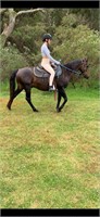(NSW): DUKE - Stock Horse Gelding