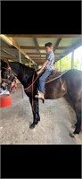 (NSW): ROGER - Stock Horse Gelding