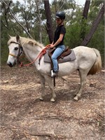 (NSW): BLUE - Stock Horse Gelding