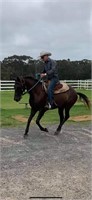 (NSW): CHOCOLATE - Stock Horse Gelding