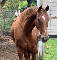 (NSW): MISTY - Stock horse Mare