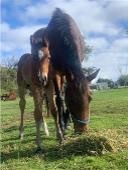 (NSW): DIAMOND - Stock Horse Mare with Colt Foal