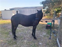 (VIC): SPARTAN - Brumby Gelding