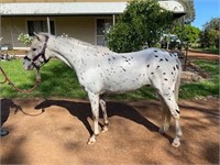 (VIC): CHESTER - Spotted Pony Gelding