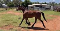(NSW): ANGELWOOD CHARISMA - Riding Pony Gelding