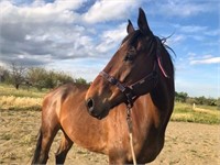 (VIC): WOODY (THE ADVOCATER 2008) - TB Gelding