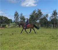 (NSW) - SID - Stock Horse Gelding
