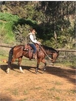 (VIC): LEXI - Thoroughbred Mare