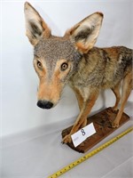 Coyote Taxidermy Mounted Piece