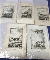 Antique Engraved Prints - Impressões Antigas