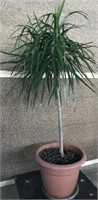 House Plant - Planta