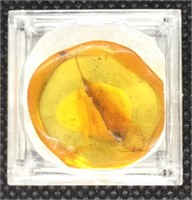 1" Amber with Insect Wing Inside