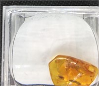 1" Amber with Insects Inside