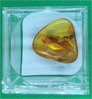 1" Amber with Insects Inside