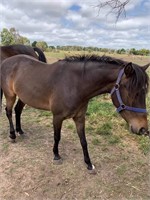 (VIC): ROUGER - Riding Pony Gelding