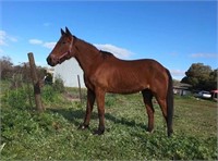 (VIC): MAGNIFICENT - Stock Horse Mare