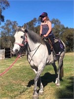 (VIC): CLAIRE - Brumby Mare