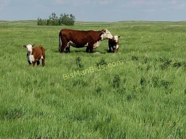 December 5 Local, Farm Raised Beef