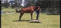 (NSW): OOPS (UNNAMED 2017) - TB Gelding
