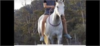 (NSW): PHOEBE - Arabian Pony Mare