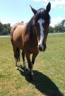(TAS): MISTY (UNNAMED 2012) - Thoroughbred Mare
