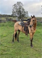 (NSW): RIP - Stock Horse Gelding