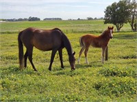 (SA): MILLY & MEMPHIS - R Pony Mare & Colt Foal