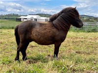 (NSW): ARGUS PARK MORIARTY - Shetland Pony Gelding