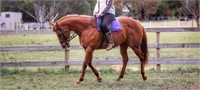 (VIC): ALASKA (WANT TO BE A HIPPY 2007) - TB Mare