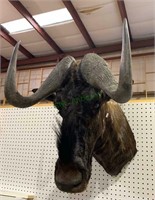 Mounted large black wildebeest head with