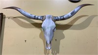 Large American steer horn skull. Large 21 inches