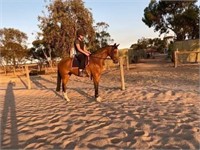 (VIC): GILGARRA FOUR SEASONS - Riding Pony Mare