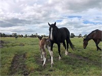 (VIC): EVIE - Ash Mare & Filly Foal