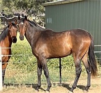 (VIC): FRANKIE (UNNAMED 2018) - Thoroughbred Filly
