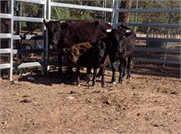 (NSW) LOU LOU & LUCY - Mini Dexter Cows & Calves