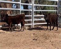 (NSW): 2 Miniature Dexter Bulls