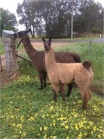 (VIC): TISH - Female Llama & Male Crias