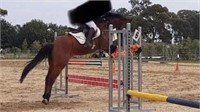 (VIC): REMEMBER THE NAME - Welsh Cob Gelding