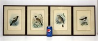 4 Vintage Hand Colored Framed Bird Prints PWM Trap