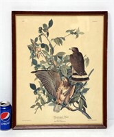 Audubon Broad Winged Hawk Framed Print