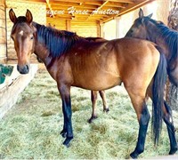 D'Artagnan- 2yr-15.2HH- Colt